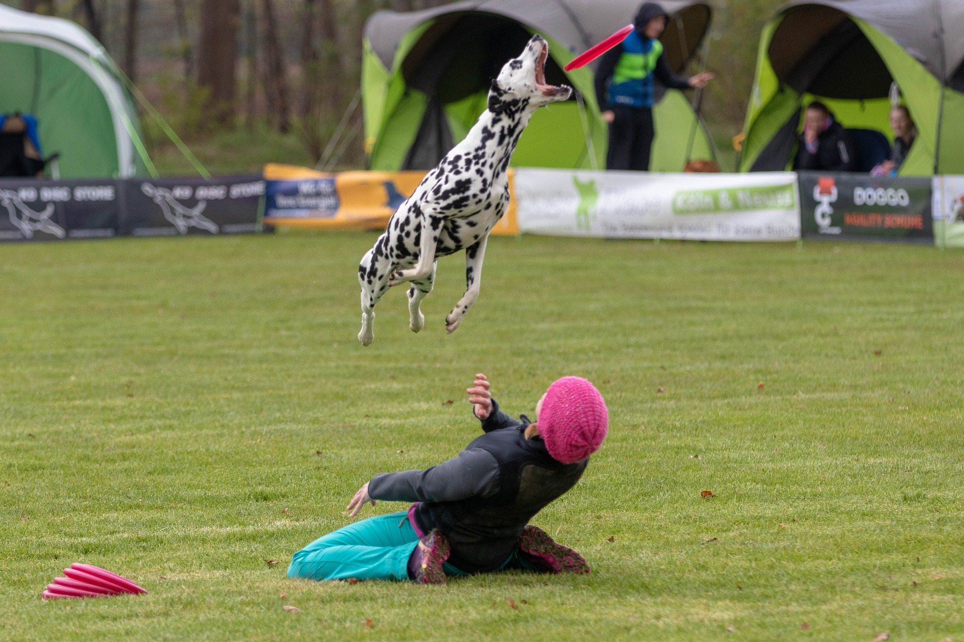 présentation du disc-dog