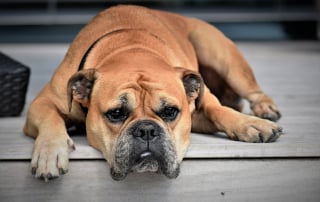 comment savoir si votre chien s'ennuie