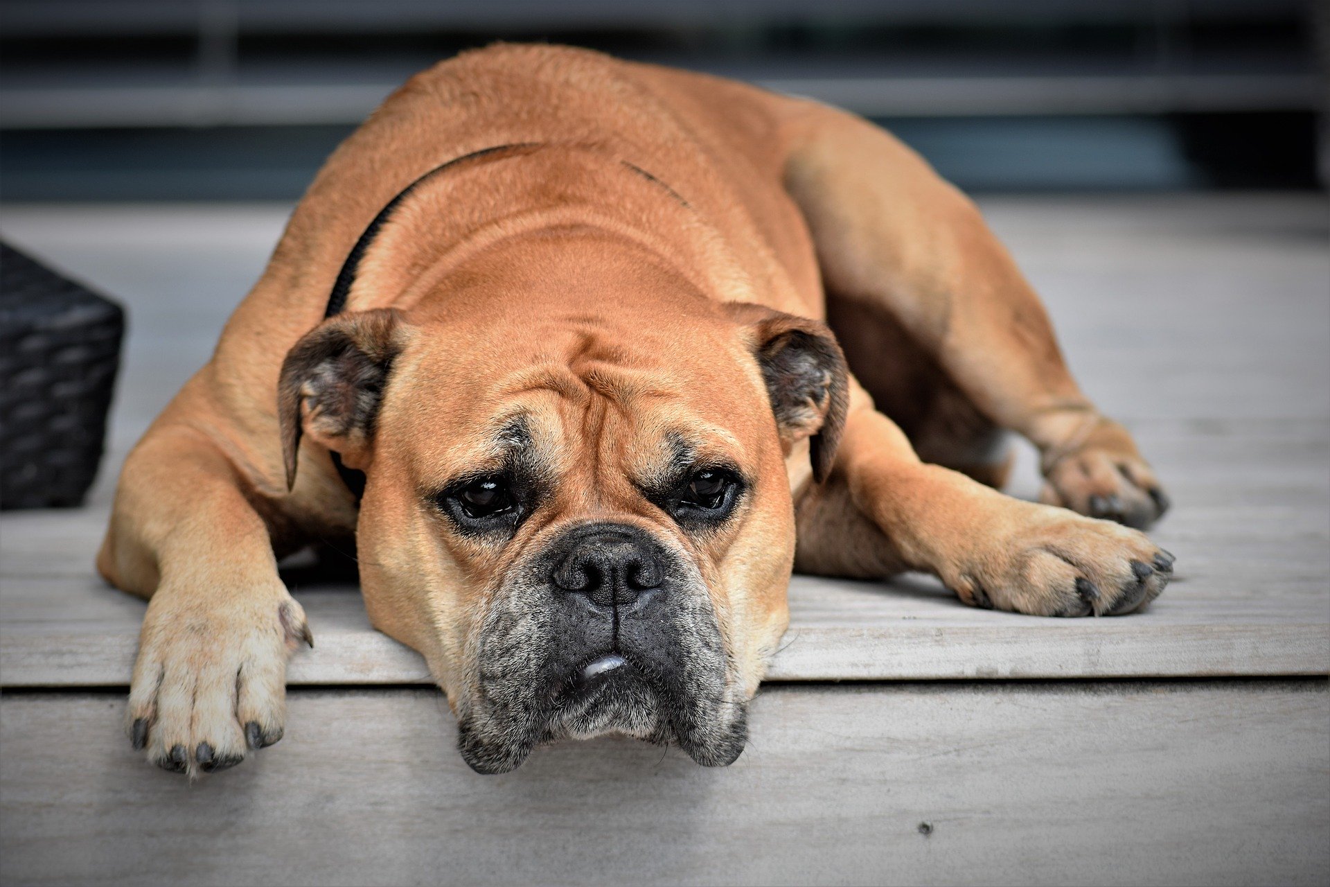 comment savoir si votre chien s'ennuie