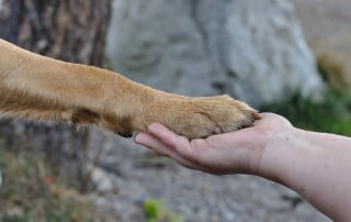 comment prendre soin des coussinets de son chien