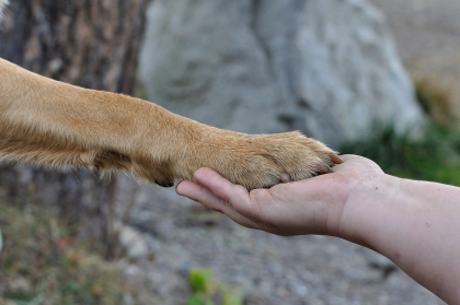 Prendre soin des coussinets de son chien