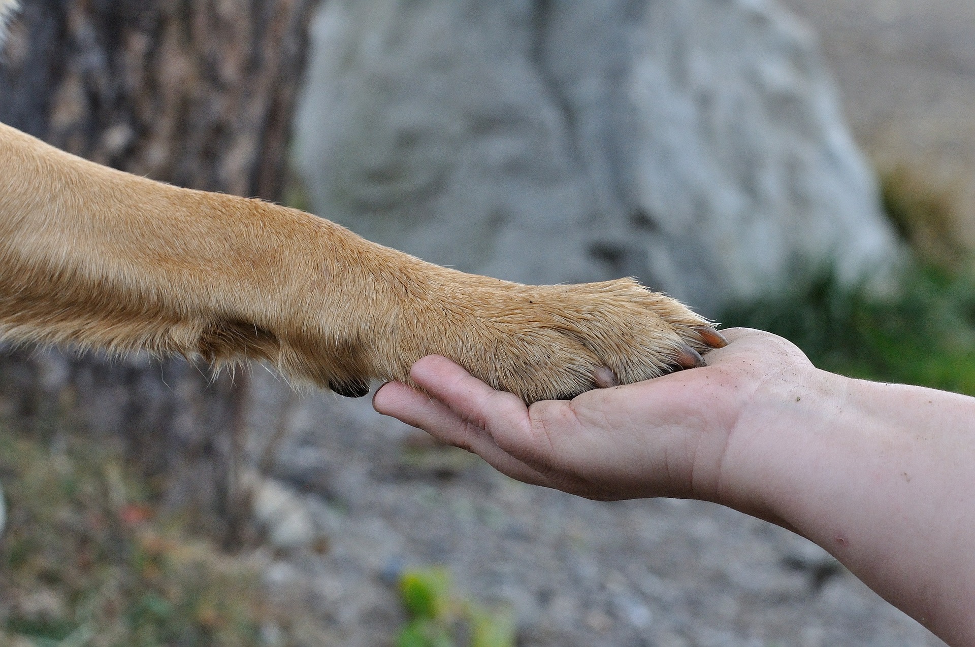 comment prendre soin des coussinets de son chien