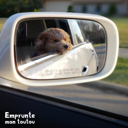 chien dans le retro d'une voiture