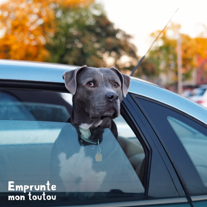 CHIEN QUI SORT LA TETE DE LA VOITURE