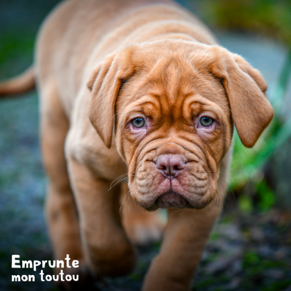 Infos sur le Dogue de Bordeaux