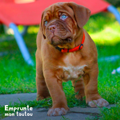 chiot Dogue de Bordeaux