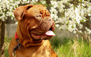 Dogue de Bordeaux