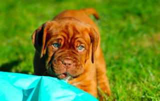 CHIOT DOGUE DE BORDEAUX