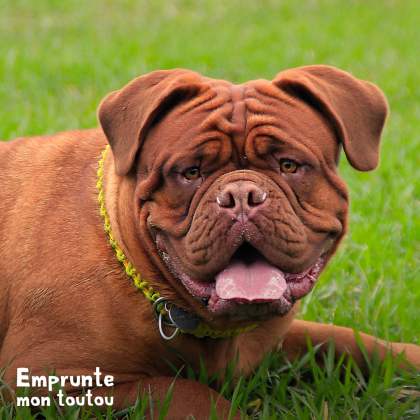 Questions sur le Dogue de Bordeaux