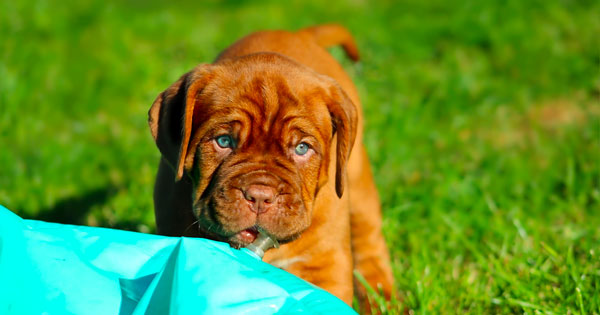 CHIOT DOGUE DE BORDEAUX