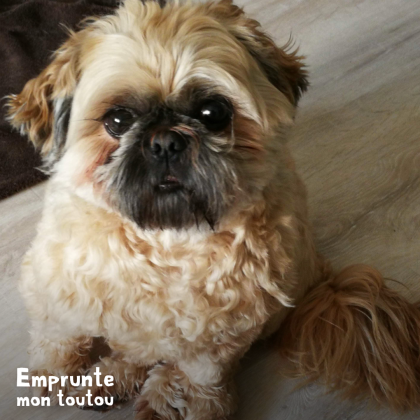 photo de Shih tzu