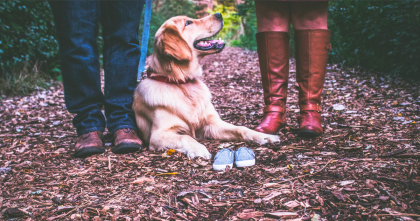 avoir un chien et attendre un enfant