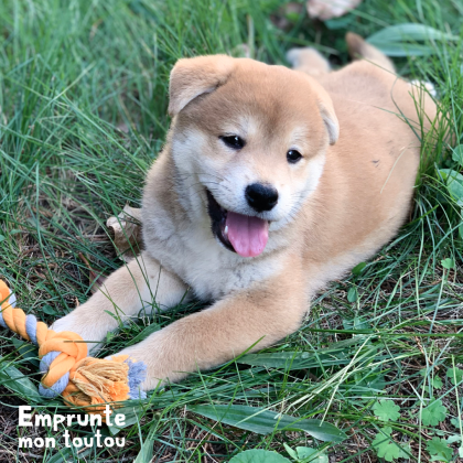 Chiot shiba inu