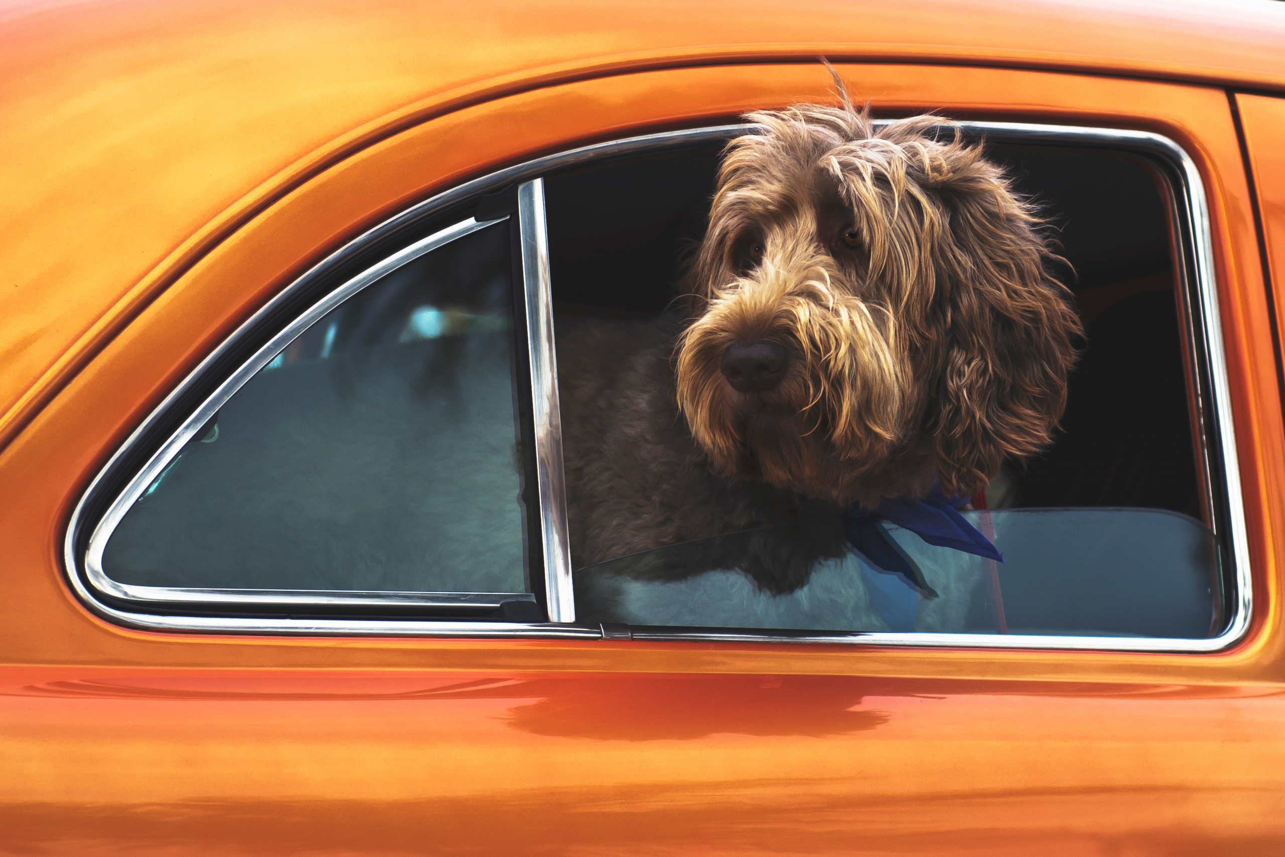 chien qui sort la tête d'une voiture