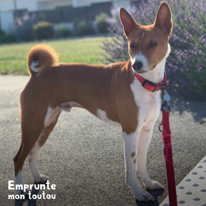 Basenji