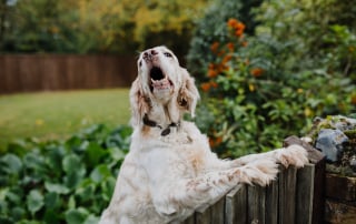 Races de chiens les plus rares