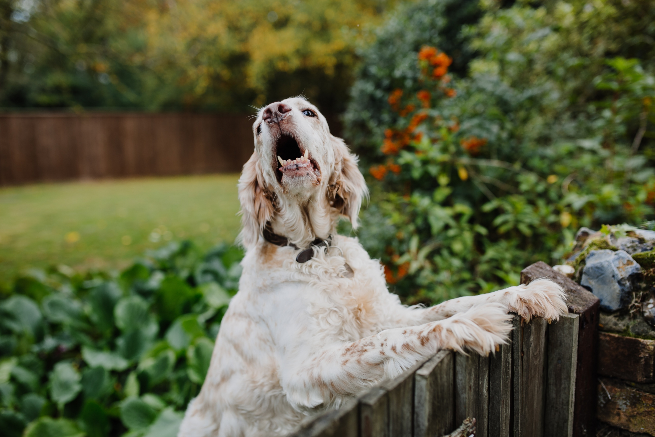 Races de chiens les plus rares