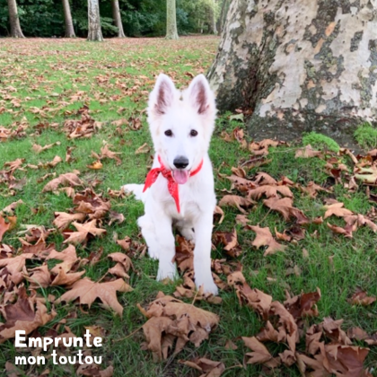 Chiot Berger Blanc Suisse