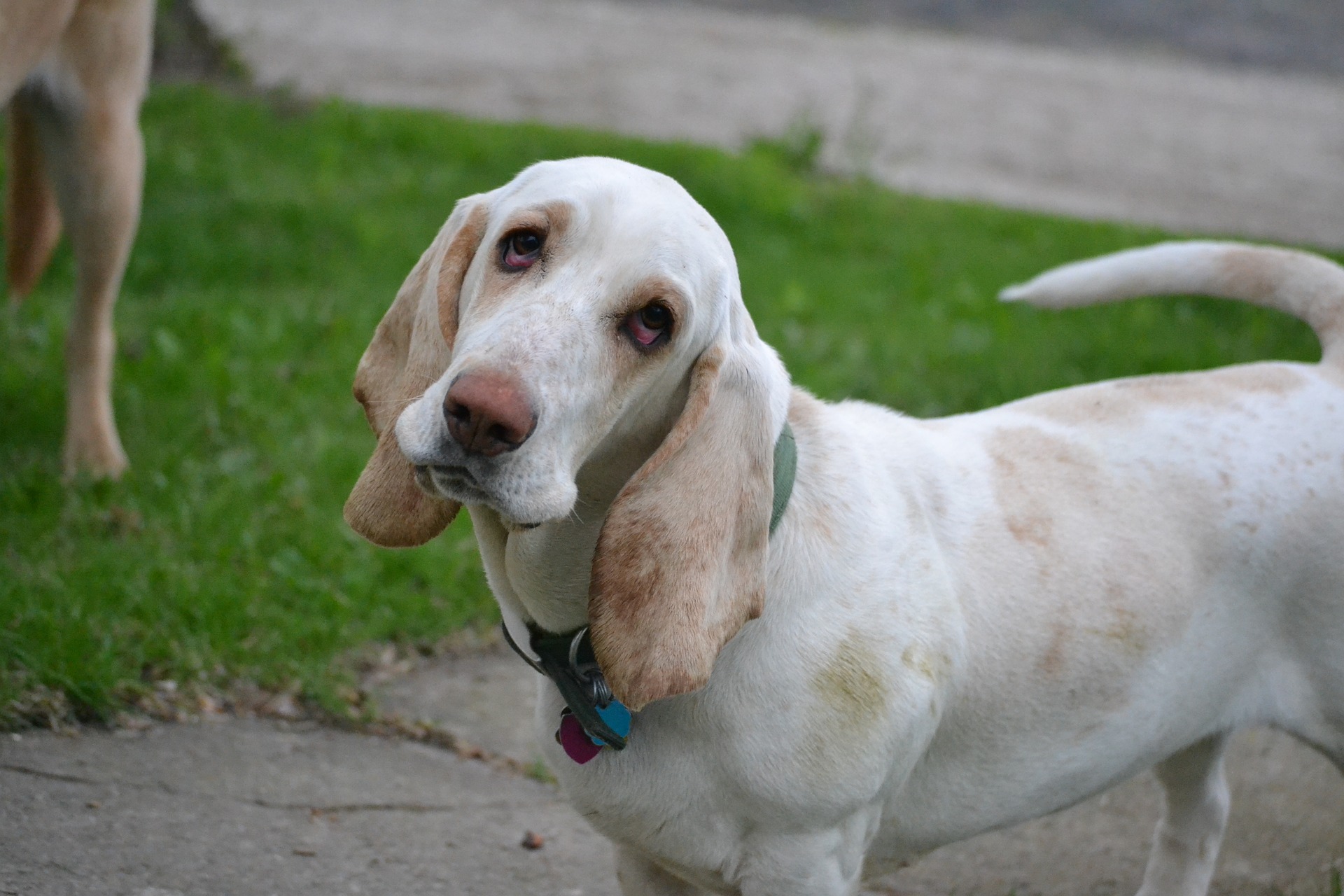 Votre chien est-il en bonne santé ?