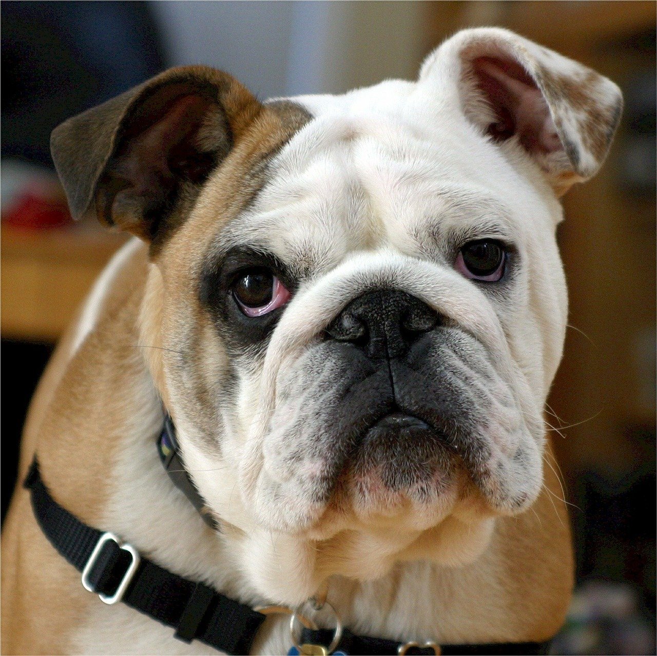 10 questions sur le Bulldog Anglais • Emprunte Mon toutou