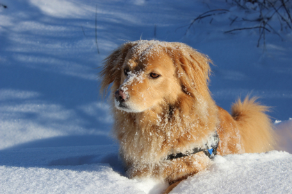 Chien dans la neige