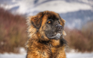 chien leonberg