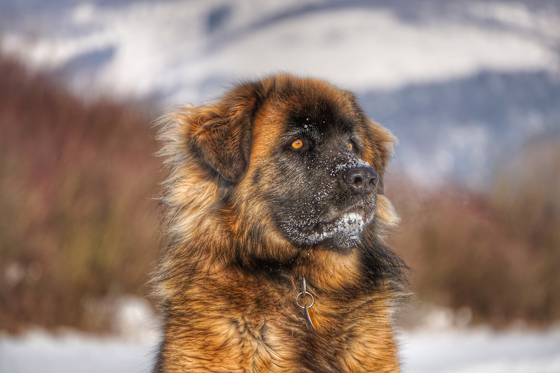 chien leonberg