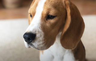 photo de beagle