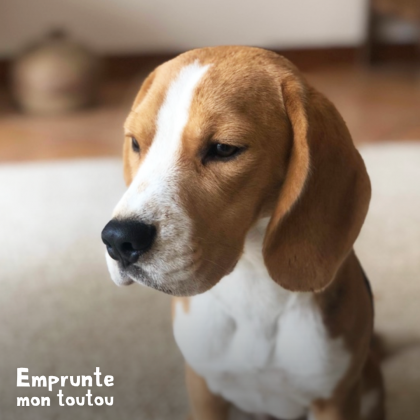 photo de beagle