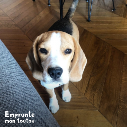 photo de beagle