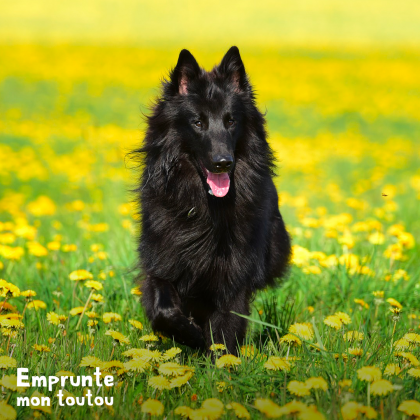 L'allergie au pollen chez le chien