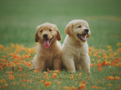 L'allergie saisonnière chez le chien