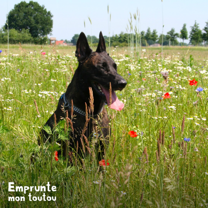 l'allergie saisonnière chez le chien