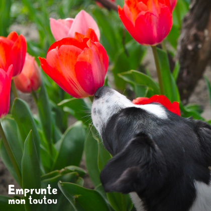 Allergie chez le chien