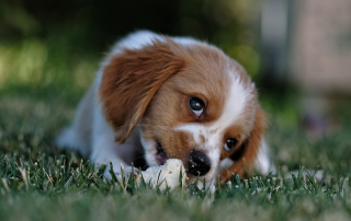 friandises pour chien à faire soi-même