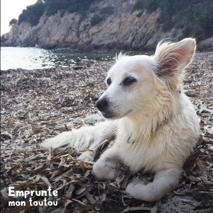 photo de chien sur une plage