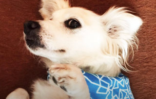 chien portant un bandana bleu