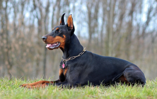 doberman