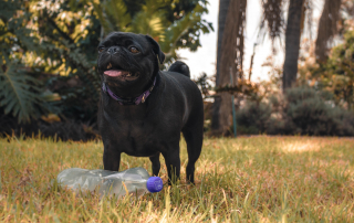 chien qui ramasse des déchets