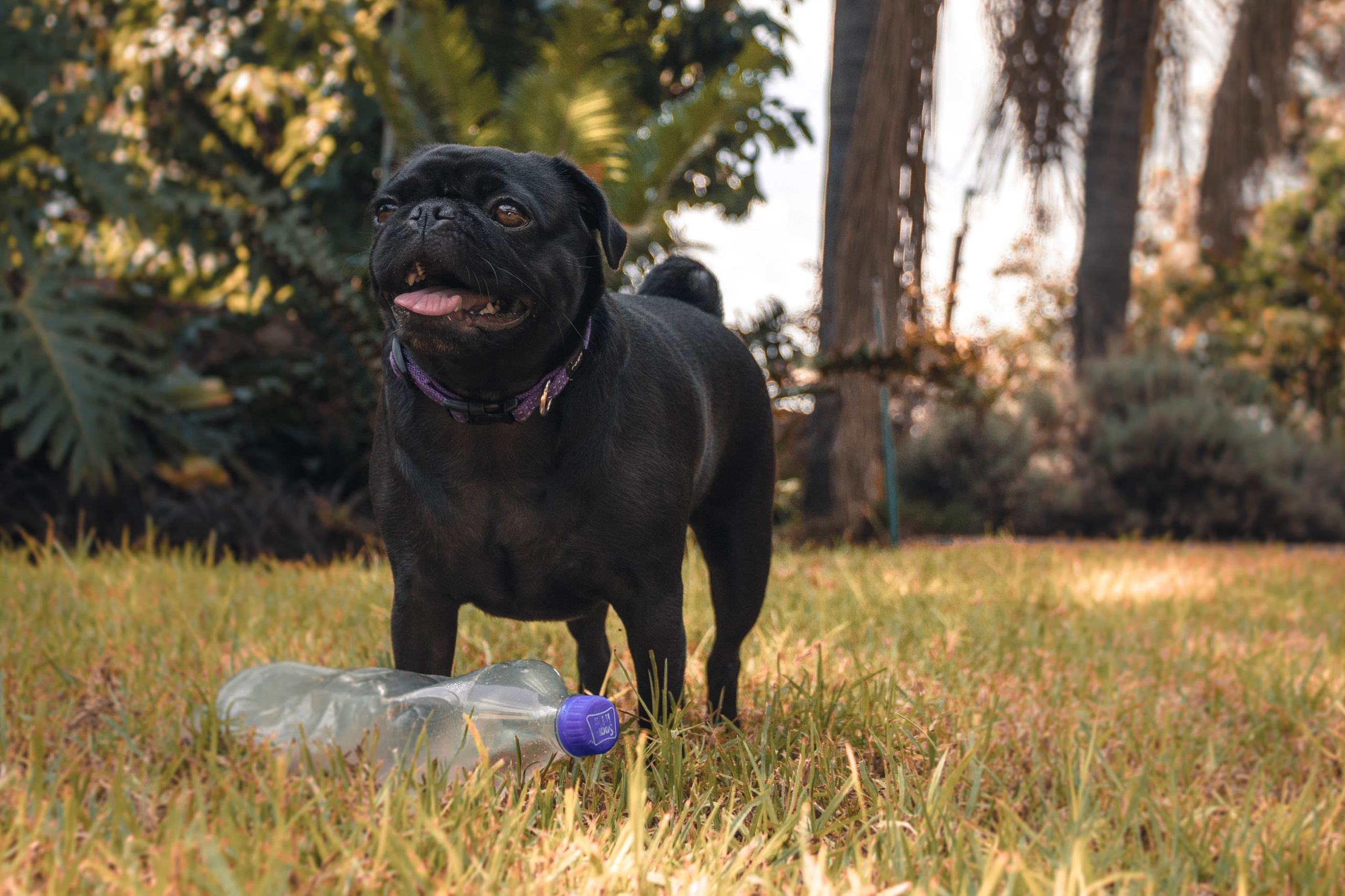 chien qui ramasse des déchets