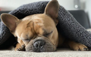 Bien vivre le confinement avec votre chien