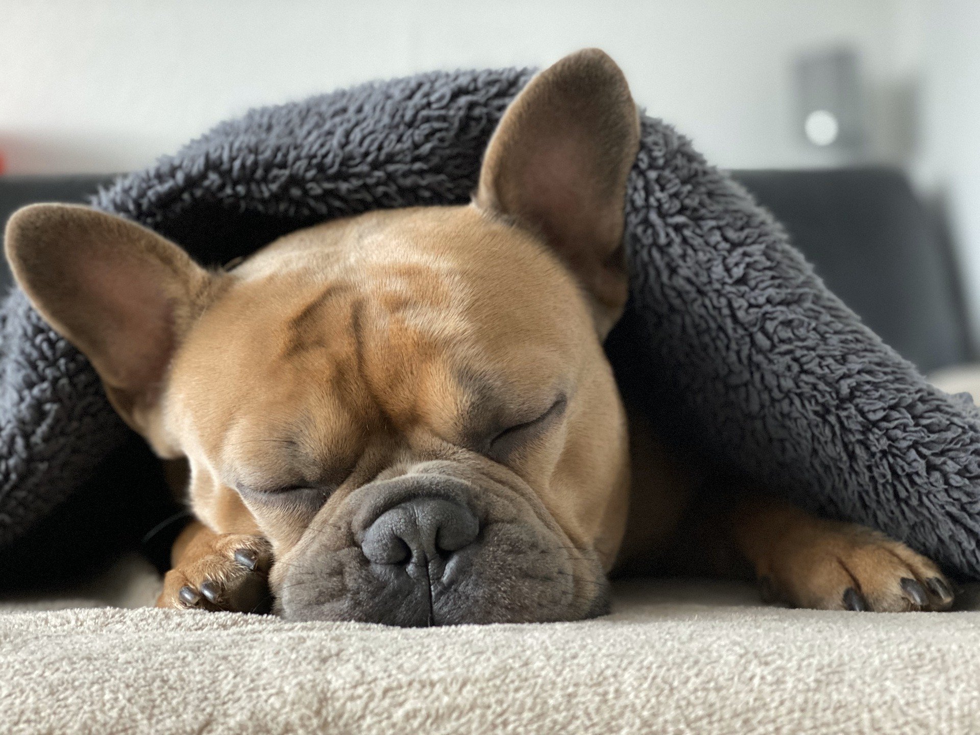 Bien vivre le confinement avec votre chien