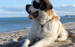 saint bernard