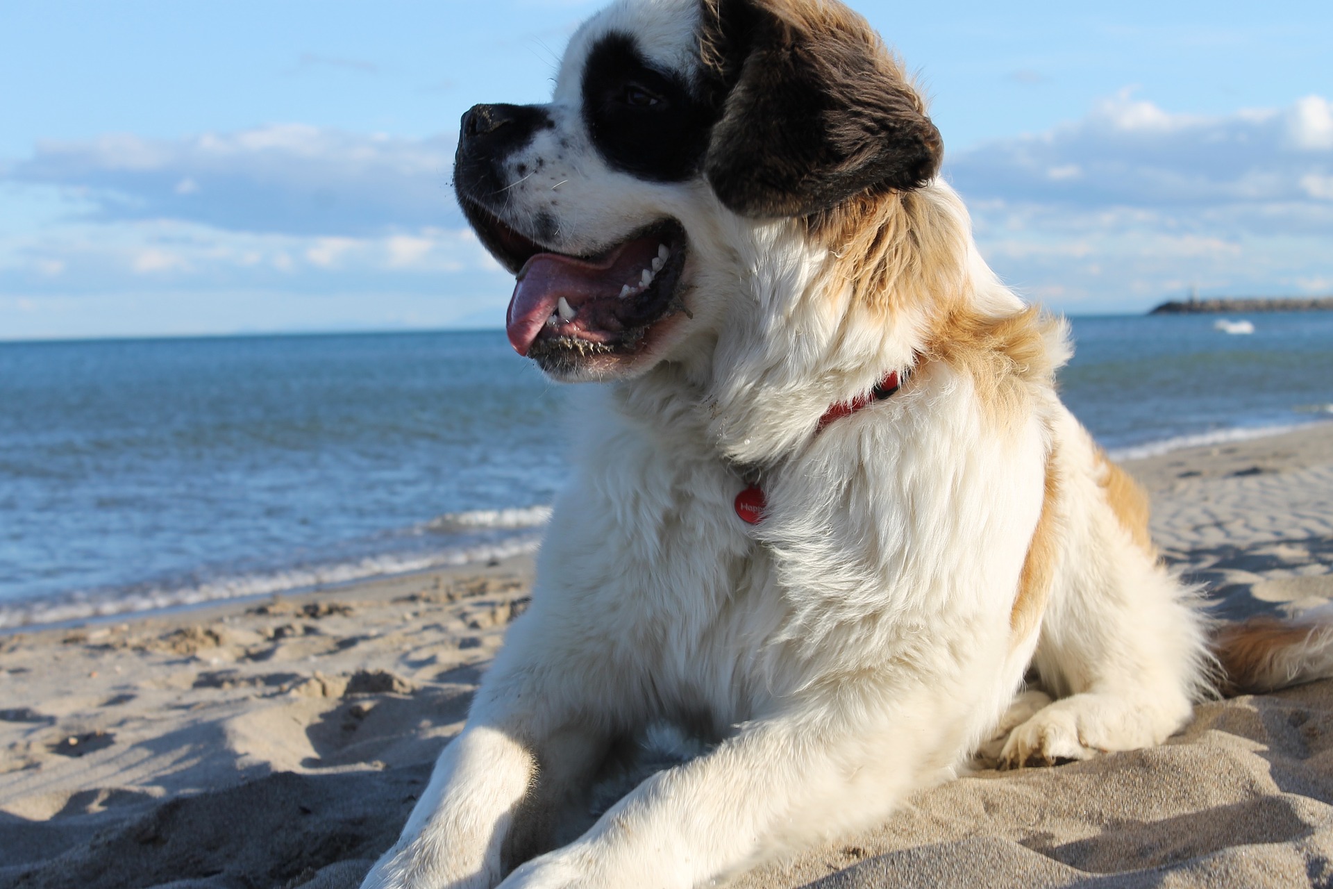 saint bernard