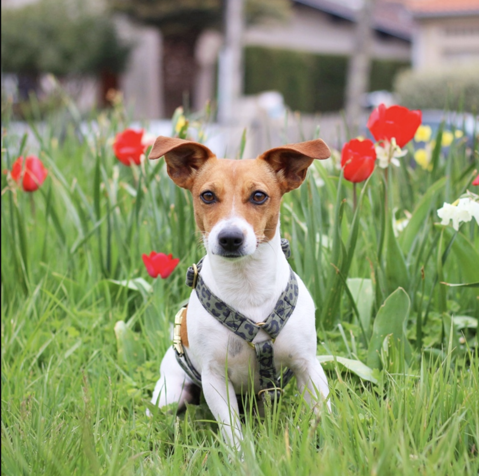 Joy, jack russell