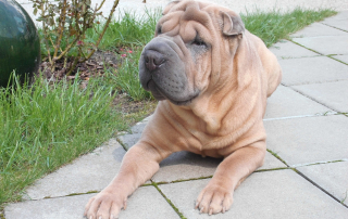 tout savoir sur le Sharpei