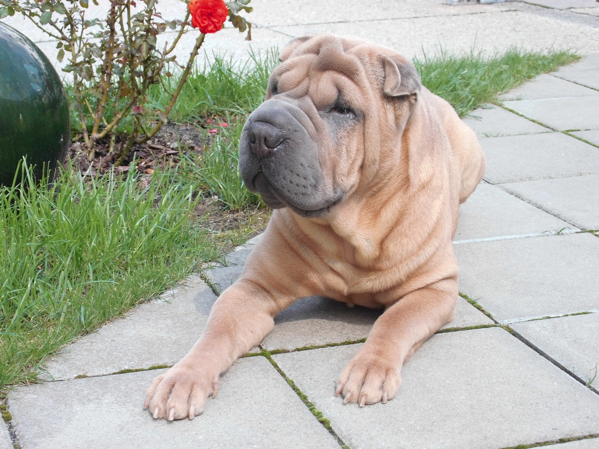 tout savoir sur le Sharpei