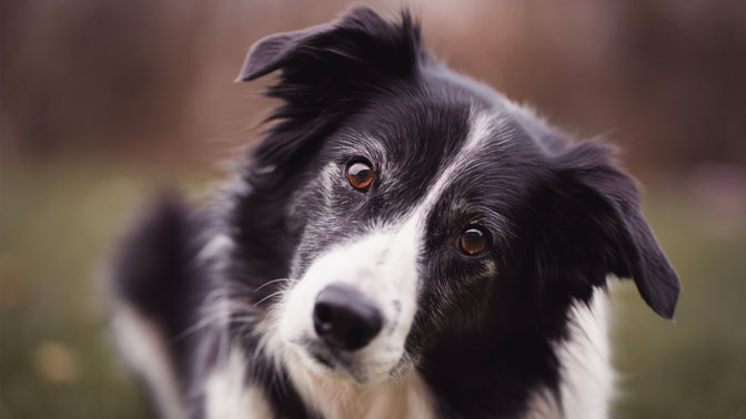 border collie penchant la tête sur le côté