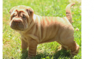 Chiot sharpei