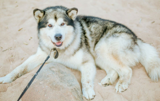 Husky sur la plage